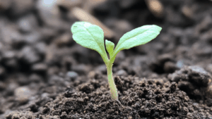 Small green sprout emerging from cracked earth, representing fragile new beginnings.