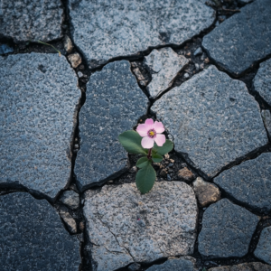 A delicate flower blooming through cracked pavement, symbolizing unexpected beauty and joy rising from brokenness.